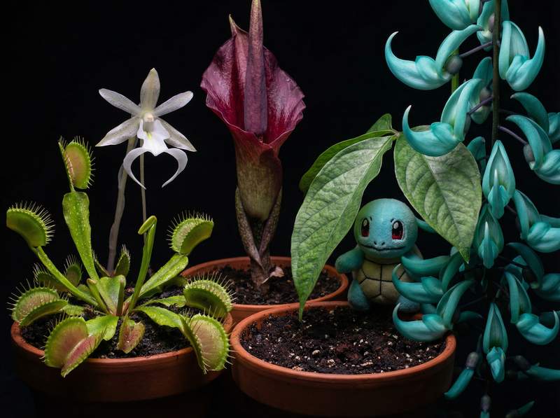 猎奇植物视频-猎奇植物视频：全球稀有植物视频大赏